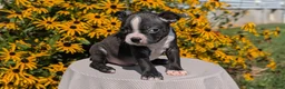 Boston Terrier dogs for sale: Tyson - Ad 5