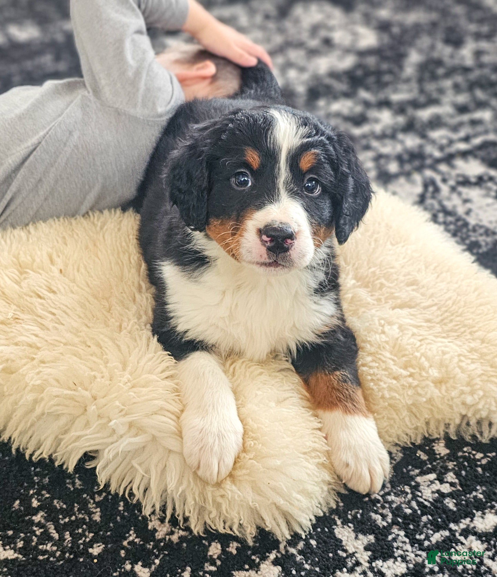 Bernedoodle dogs Buck - Ad 2