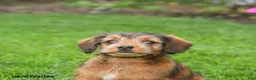 Mixed Breed dogs for sale: Daisy - Ad 3