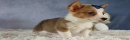 Welsh Corgi Pembroke dogs for sale: Zander 🐾 - Ad 8