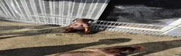 Doberman Pinscher dogs for sale: Doberman Pinscher 1 - Ad 5