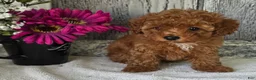 Toy Poodle dogs for sale: Penny  - Ad 3