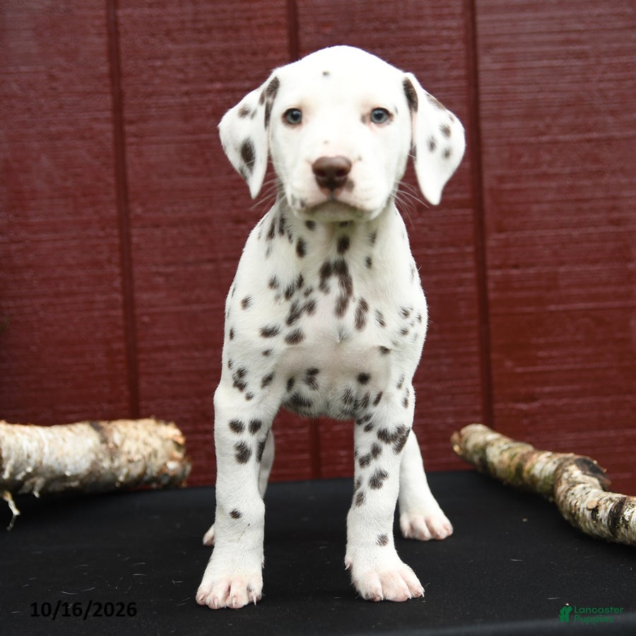 Dalmatian dogs Jaguar - Ad 2