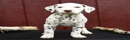 Dalmatian dogs for sale: Jaguar - Ad 2