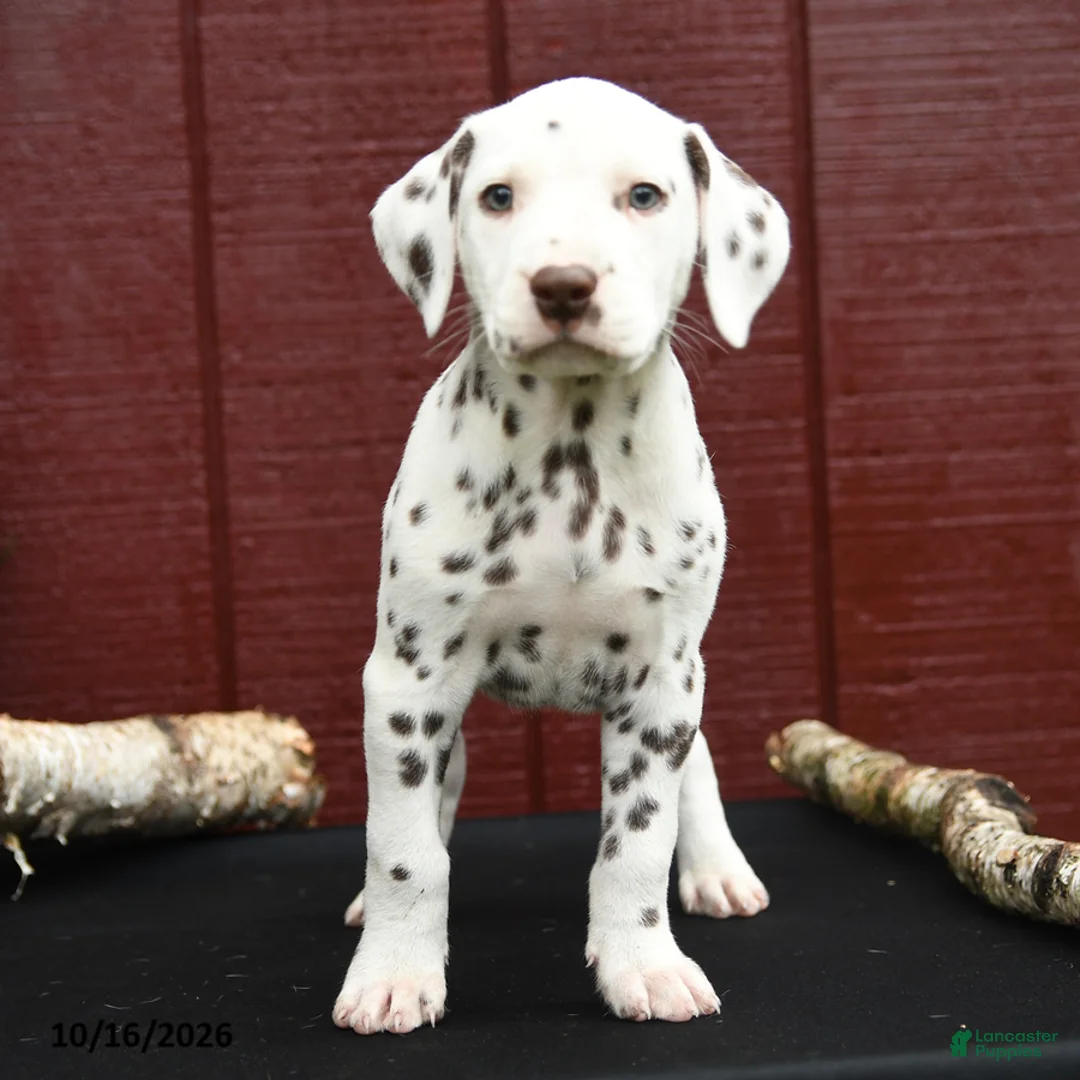 Dalmatian dogs for sale: Jaguar - Ad 2