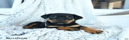 Rottweiler dogs for sale: Ruby - Ad 3