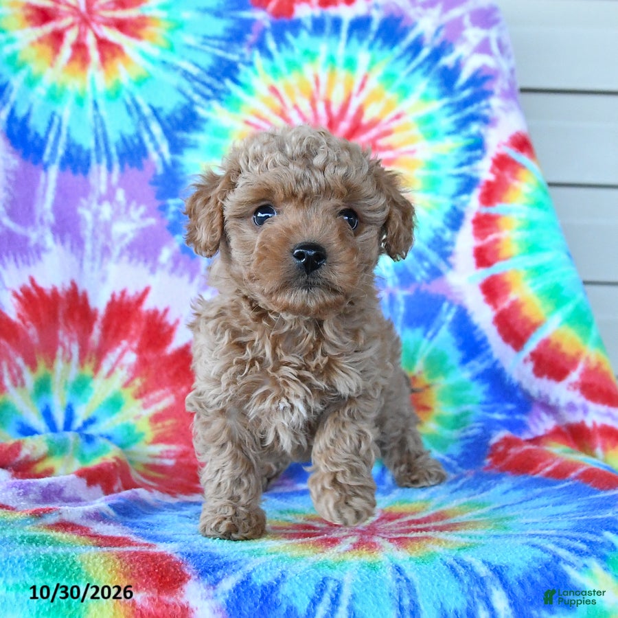 Mini Goldendoodle dogs for sale: Charlie - Ad 2