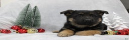 German Shepherd dogs for sale: Amaya - Ad 7