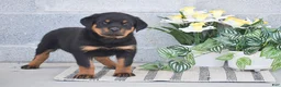 Rottweiler dogs for sale: Nicole - Ad 4