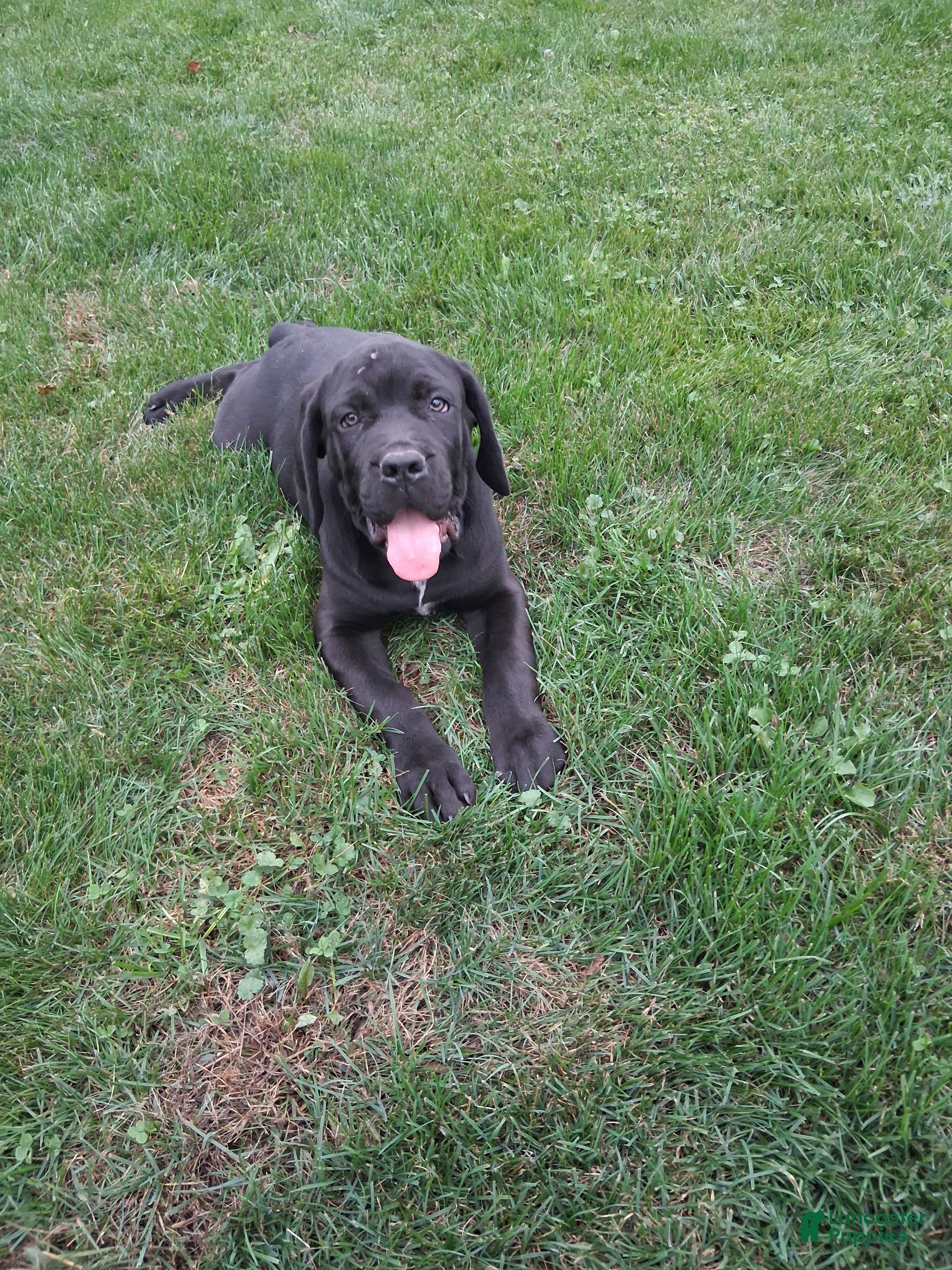 Cane Corso dogs Bow Wow 676 - Ad 1