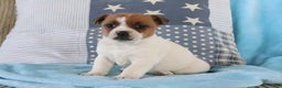 Jack Russell Terrier dogs for sale: Stephanie - Ad 3
