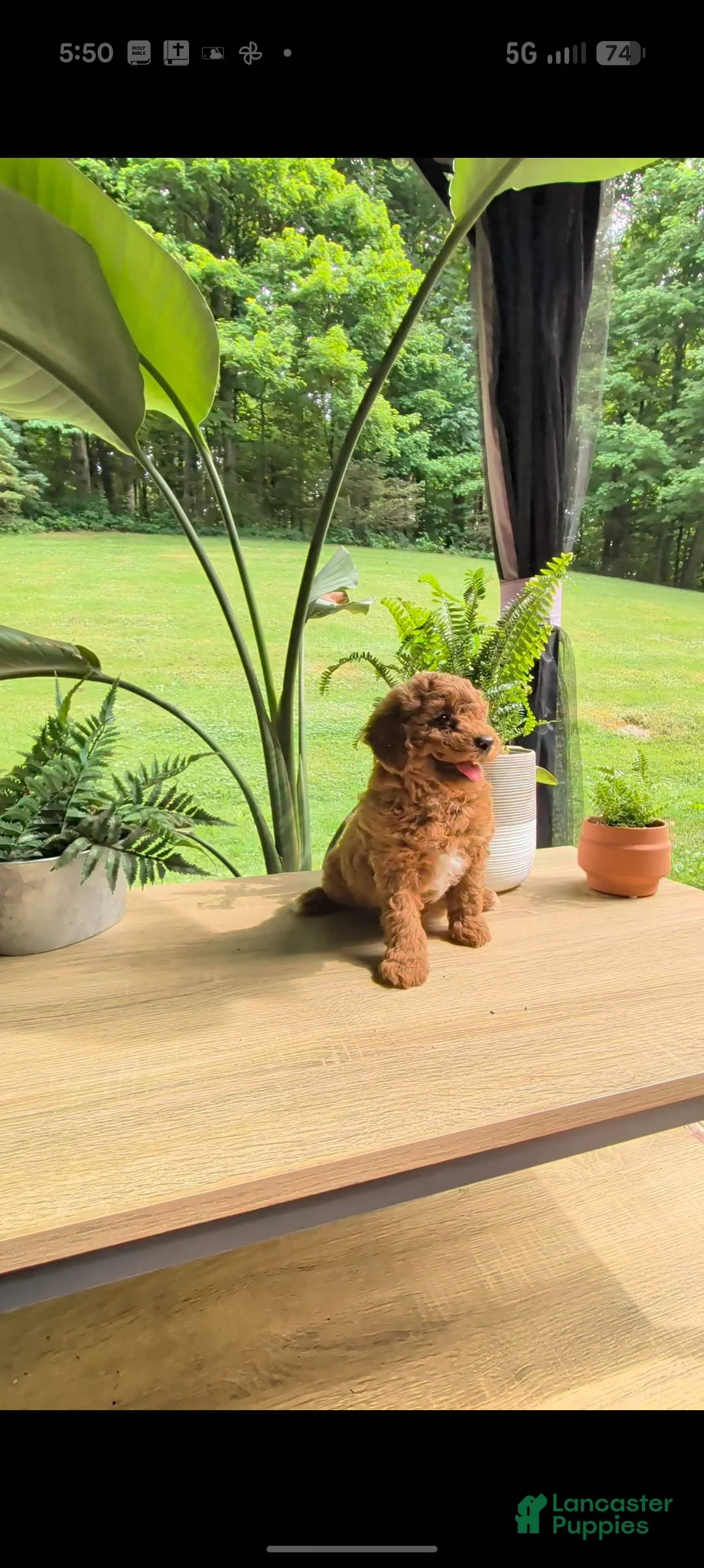 Miniature Poodle dogs for sale: Boe - Ad 2