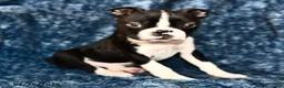 Boston Terrier dogs for sale: Jasper - Ad 2