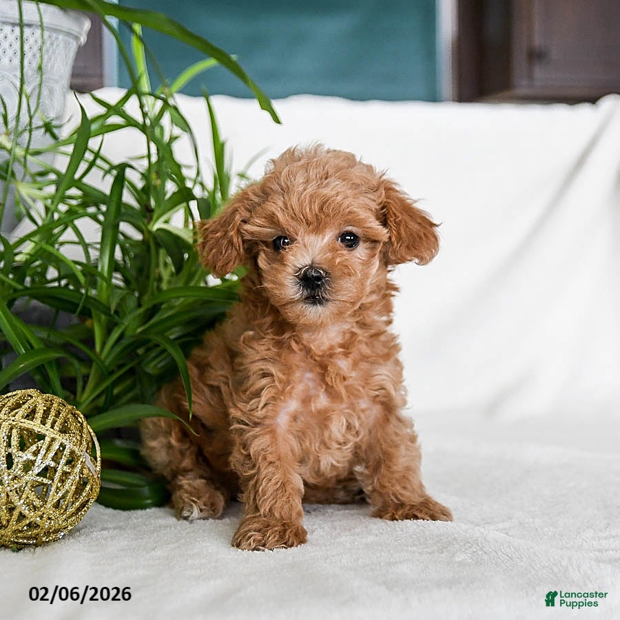 Maltipoo dogs Buffy - Ad 2