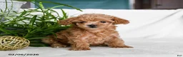 Maltipoo dogs for sale: Buffy - Ad 2