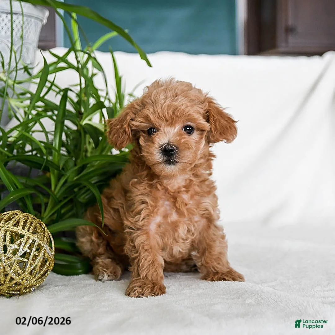 Maltipoo dogs for sale: Buffy - Ad 2