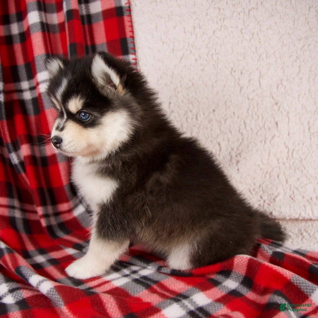 Pomsky dogs for sale: Jade - Ad 3