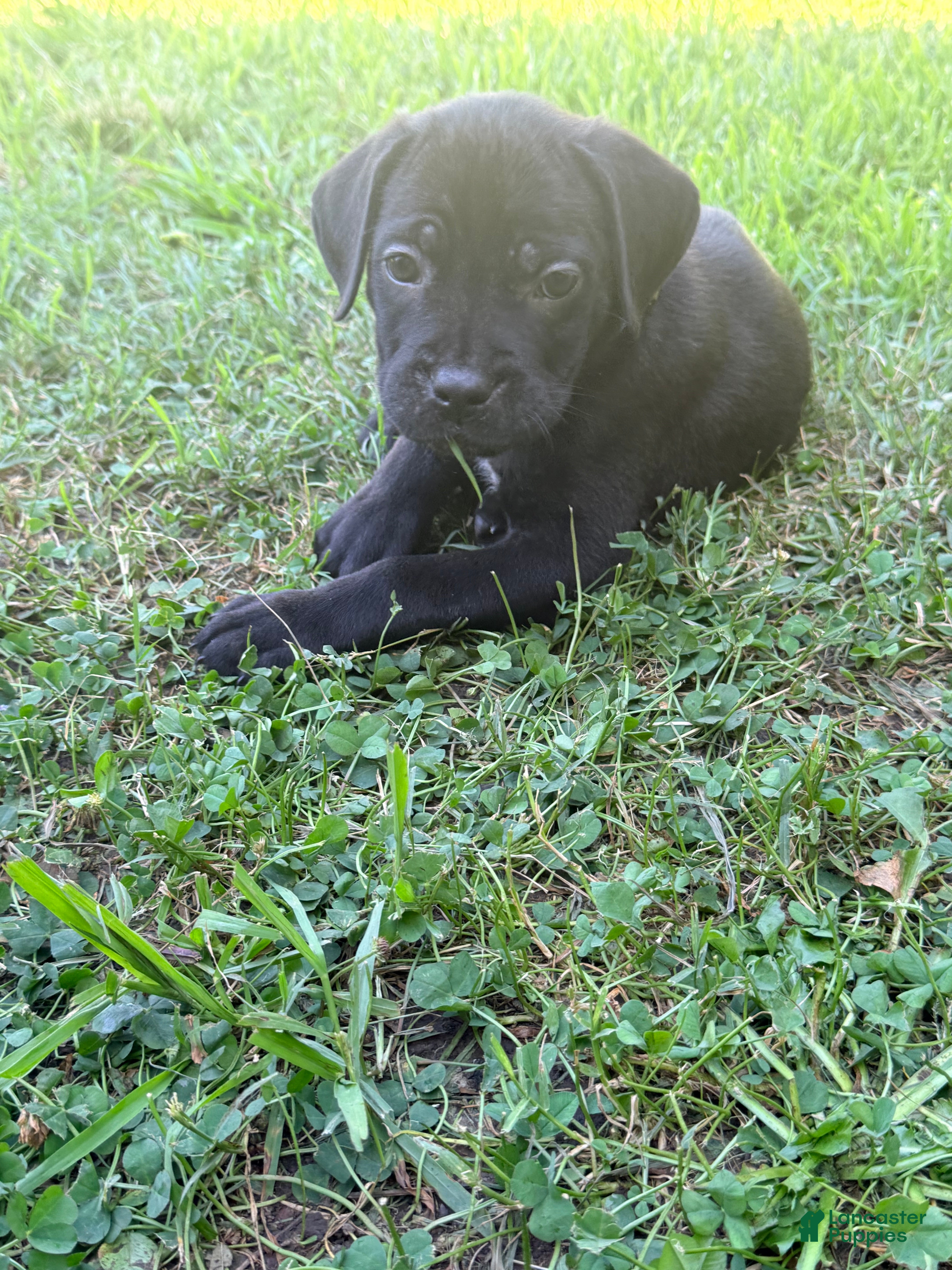 Cane Corso dogs Rufus AKC blue collar - Ad 19