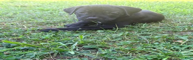 Rufus AKC blue collar