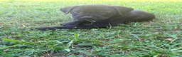 Cane Corso dogs for sale: Rufus AKC blue collar - Ad 1