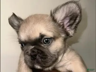 French Bulldog dogs Boy 1 - Ad 22