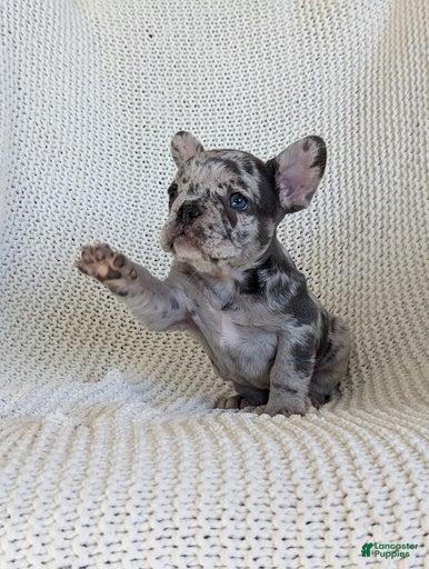 Gallery Image {{count}}