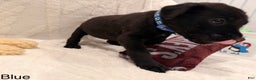 Cane Corso dogs for sale: Athena ( Dark Blue) - Ad 2