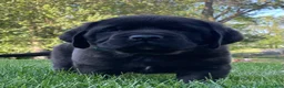 English Mastiff dogs for sale:  Tucker - Ad 1