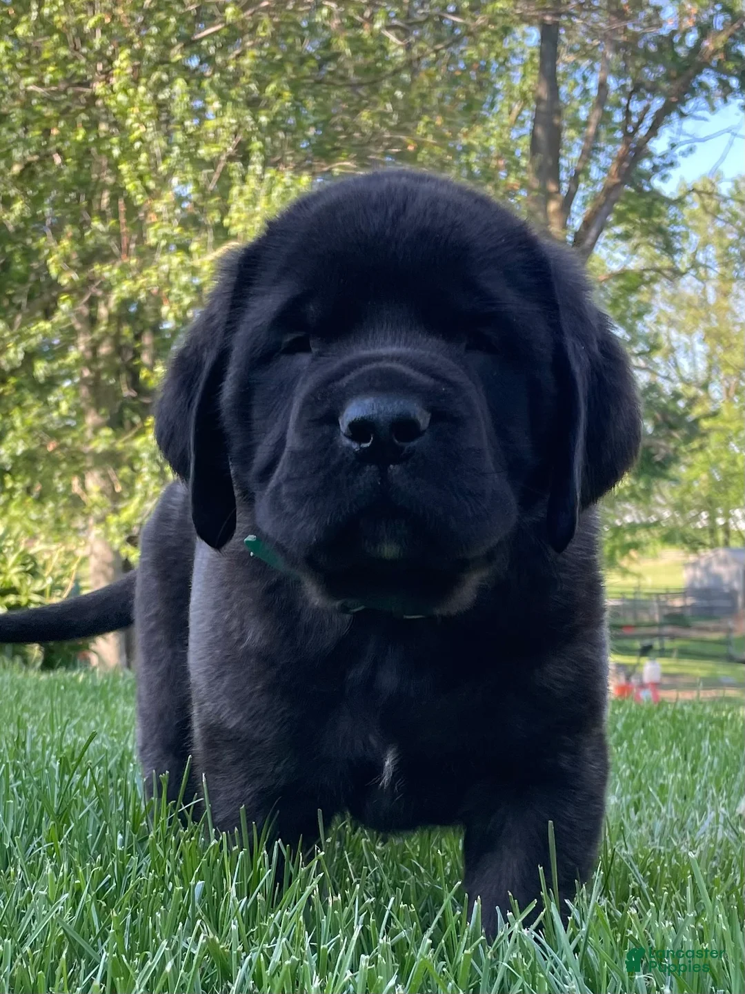 English Mastiff dogs for sale:  Tucker - Ad 1