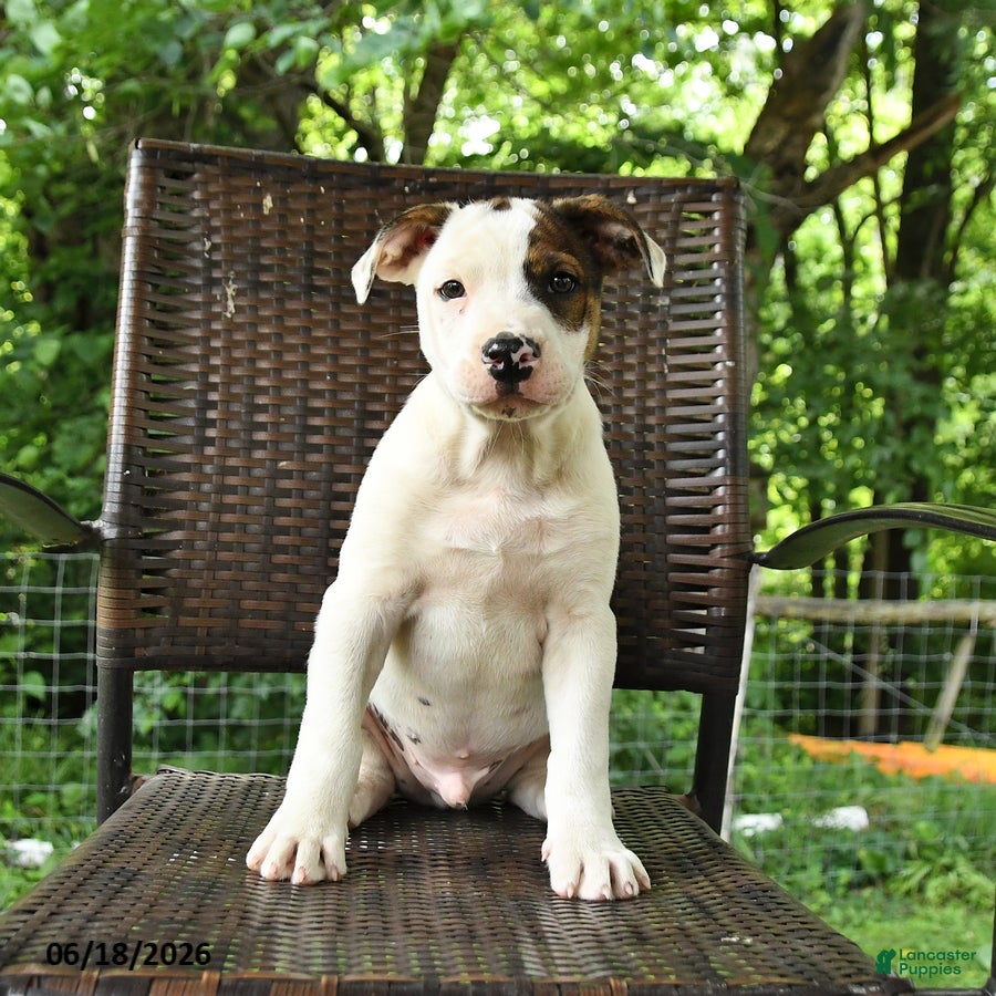 Mixed Breed dogs Jefferson - Ad 2