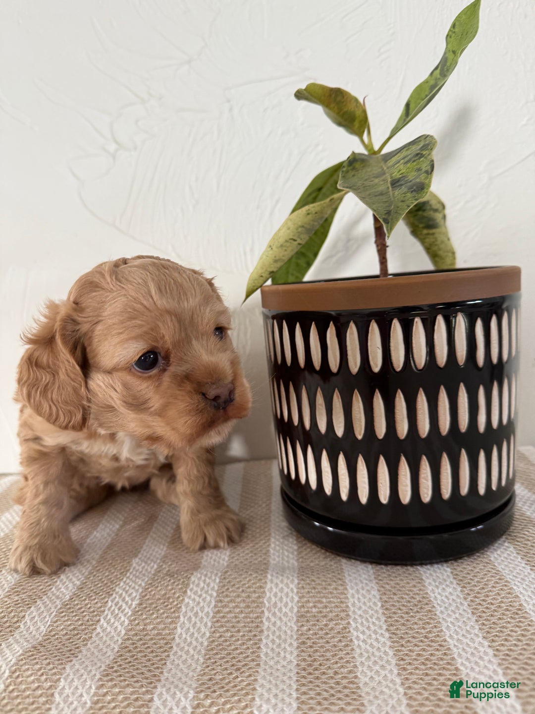 Cocker Spaniel dogs for sale: Daisy - Ad 14