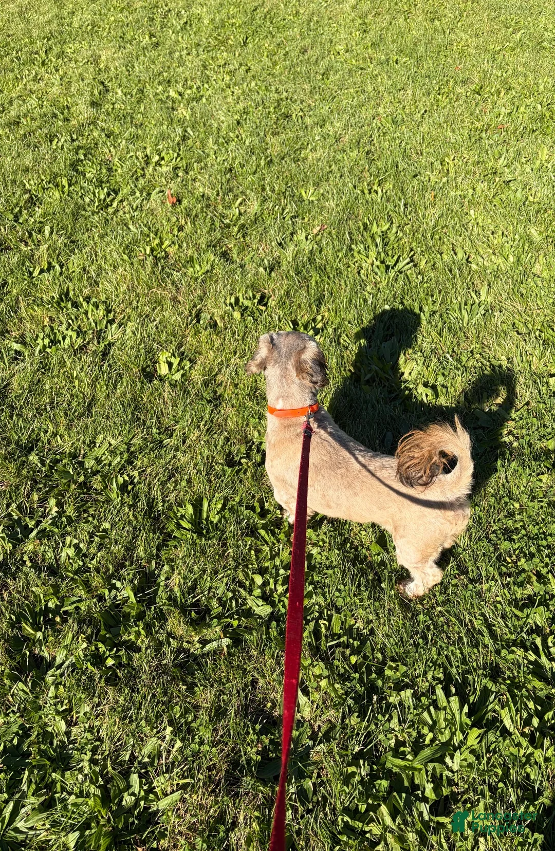 Shih Tzu dogs for sale: Shih Tzu 1 - Ad 4