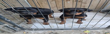 Rottweiler Puppy 2