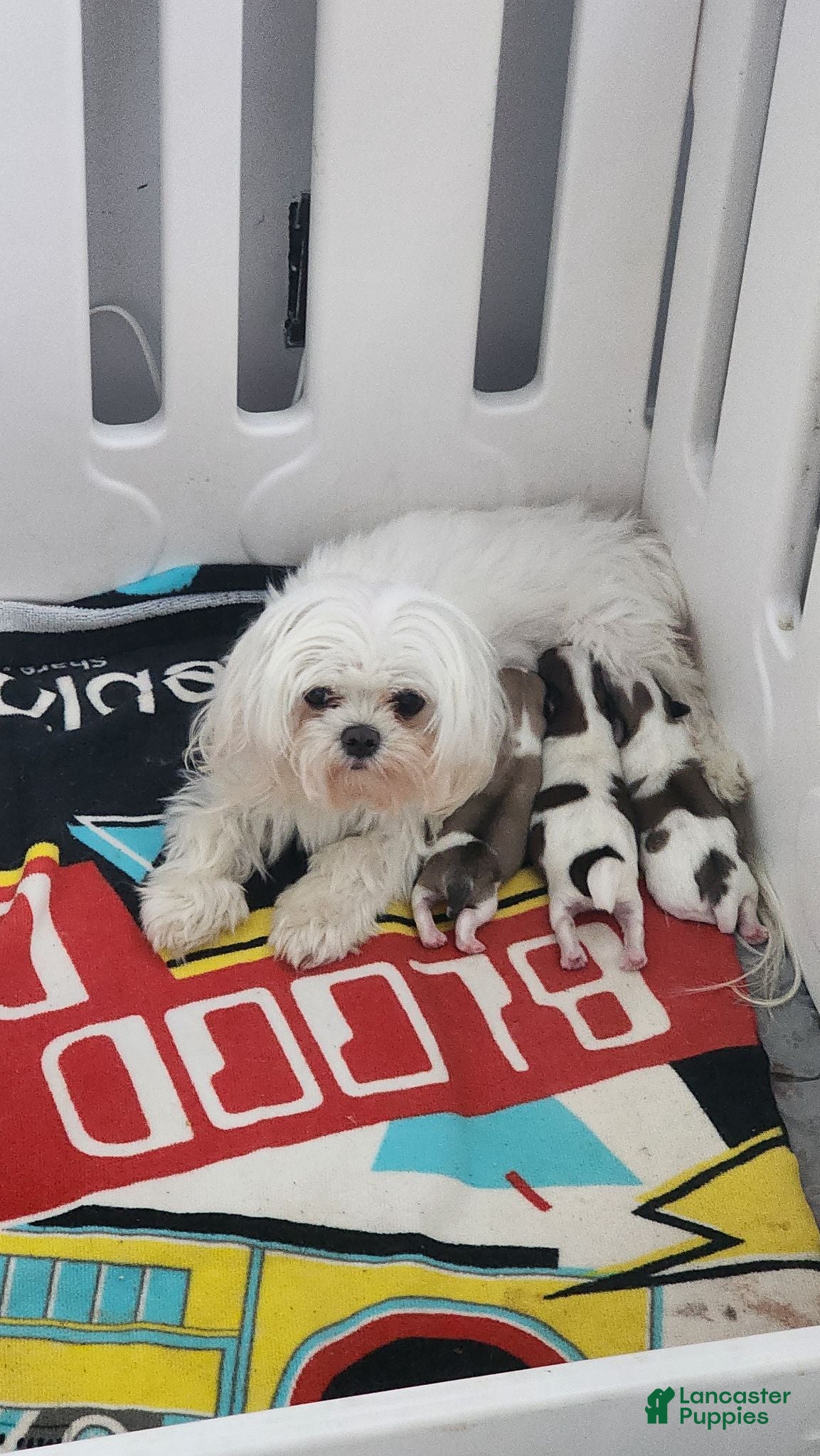 Morkie dogs Morkie 1 - Ad 2