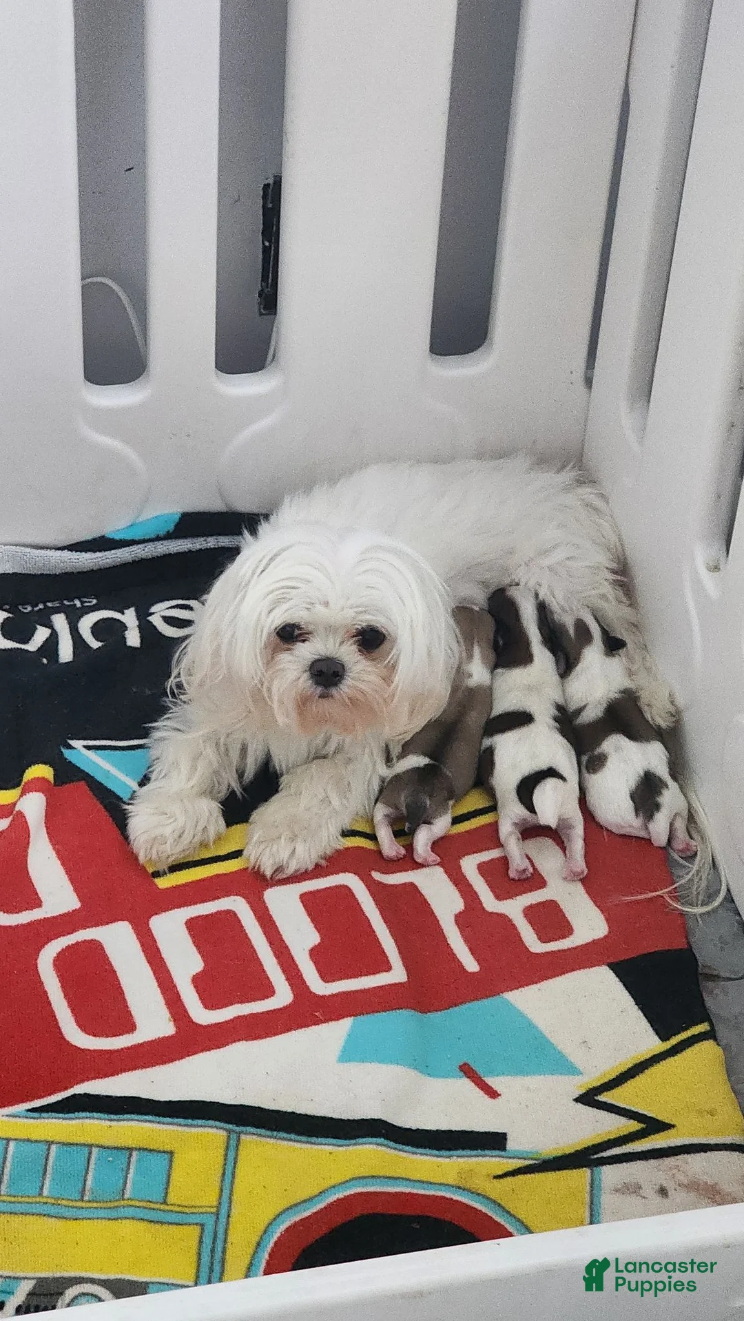 Morkie dogs for sale: Morkie 1 - Ad 2