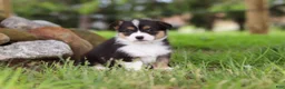 Welsh Corgi Pembroke dogs for sale: Bee - Ad 1