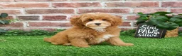 Cavapoo dogs for sale: Caleb - Ad 6