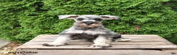Miniature Schnauzer dogs for sale: Ben - Ad 5