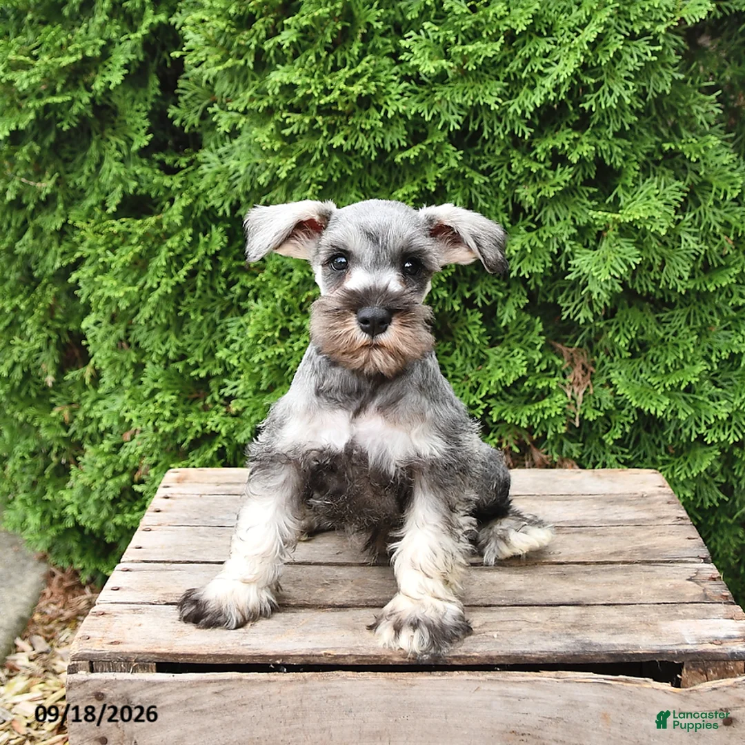 Miniature Schnauzer dogs for sale: Ben - Ad 5