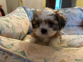 Shih Tzu dogs Shih Tzu 3 baby boy orange - Ad 2