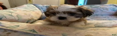 Shih Tzu 3 baby boy orange