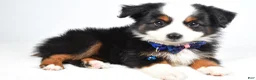 Miniature Australian Shepherd dogs for sale: Vader  - Ad 4