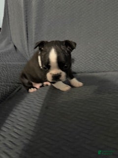 Boston Terrier dogs for sale: Frosty - Ad 2