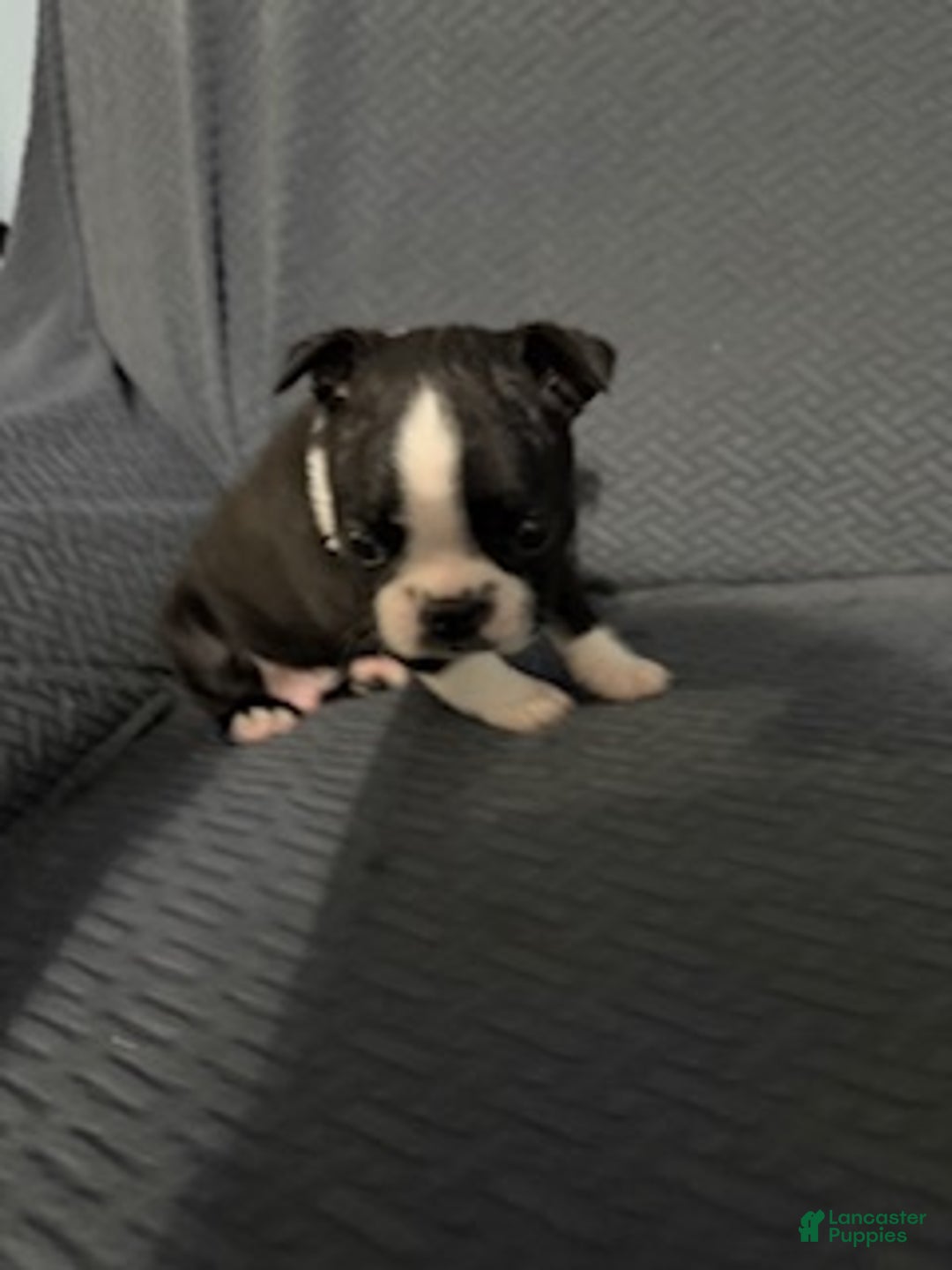 Boston Terrier dogs for sale: Frosty - Ad 1