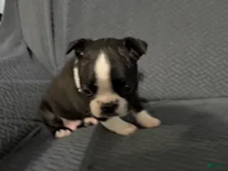 Boston Terrier dogs Frosty - Ad 11