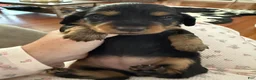 Miniature Dachshund dogs for sale: Beth - Ad 3
