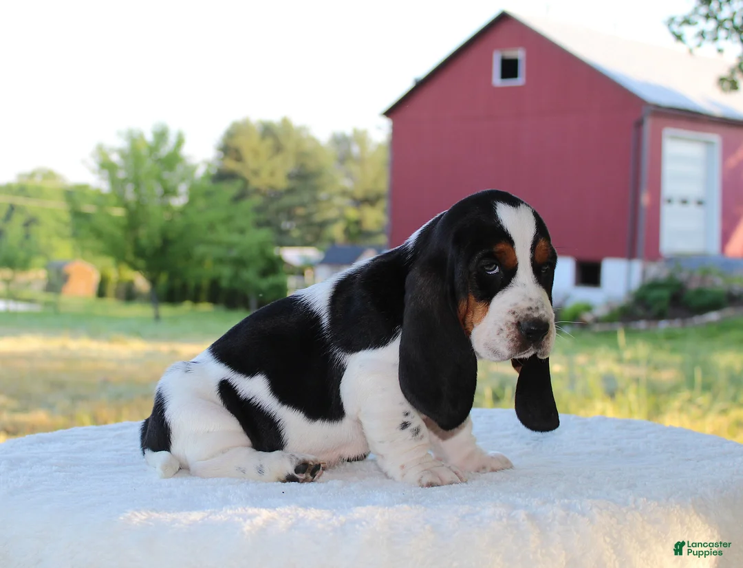 Basset Hound dogs for sale: Prince - Ad 1