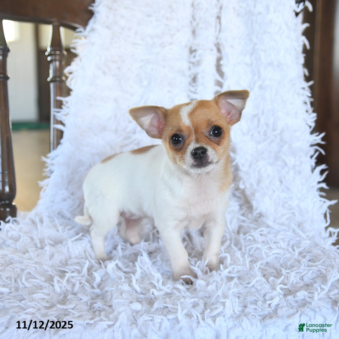 Chihuahua dogs for sale: Reese - Ad 2