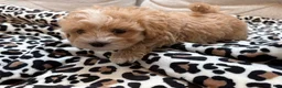 Maltipoo dogs for sale: Chip - Ad 10