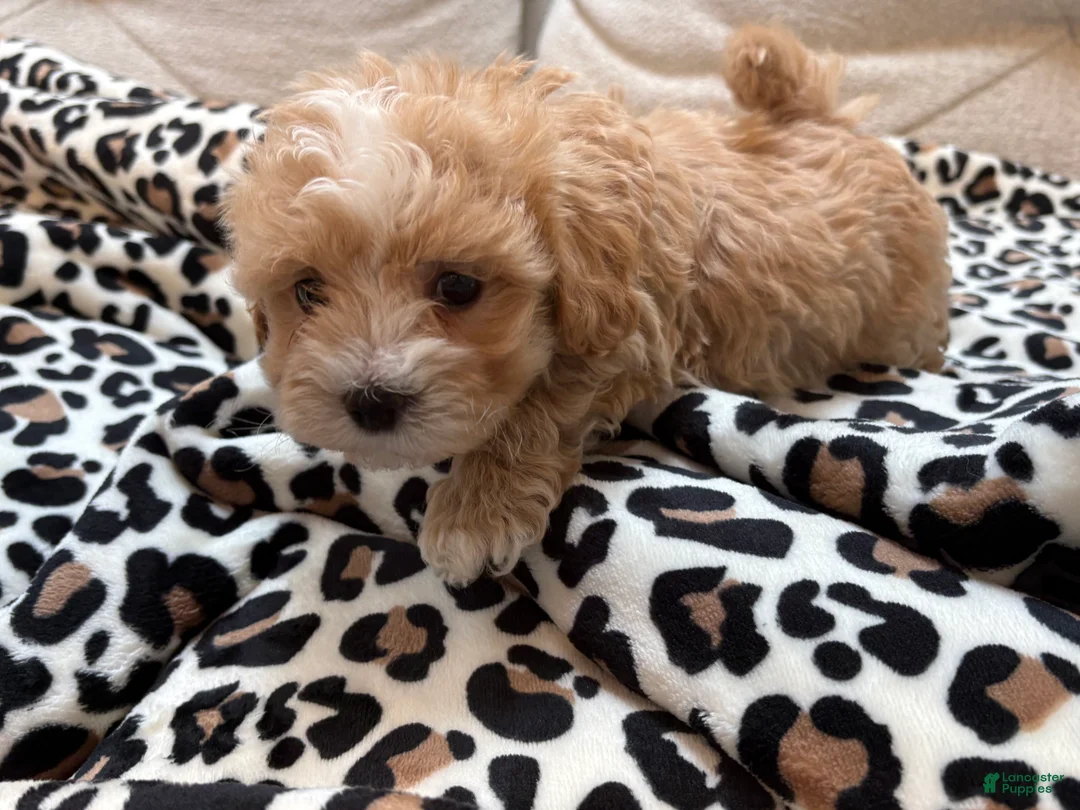 Maltipoo dogs for sale: Chip - Ad 10